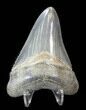 Serrated, Megalodon Tooth - Glossy Enamel #38740-2